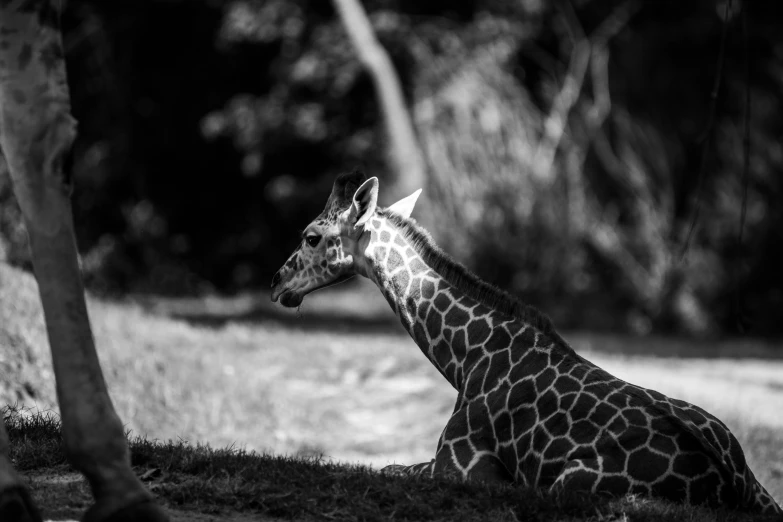 the giraffe is sitting down in a field