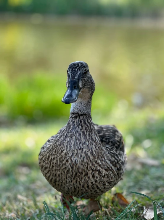 a black and gray duck standing in a field