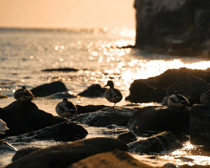 several birds sit on the rock in the water