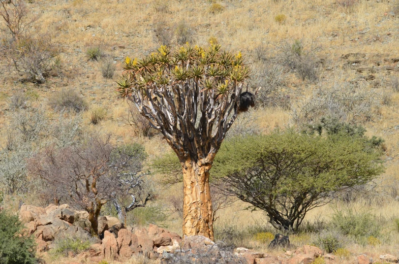 a group of trees sitting on top of a dirt field