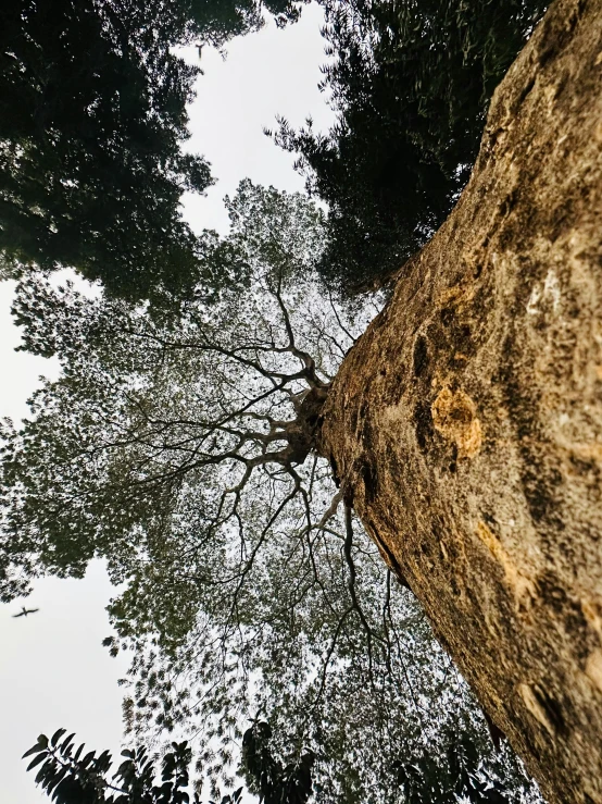 a tall tree looking up into the sky