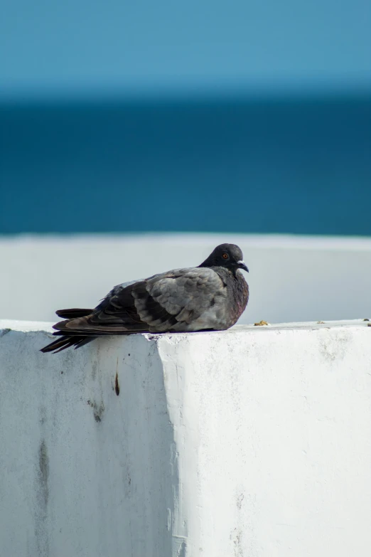 a close up of a bird sitting on a wall near the water