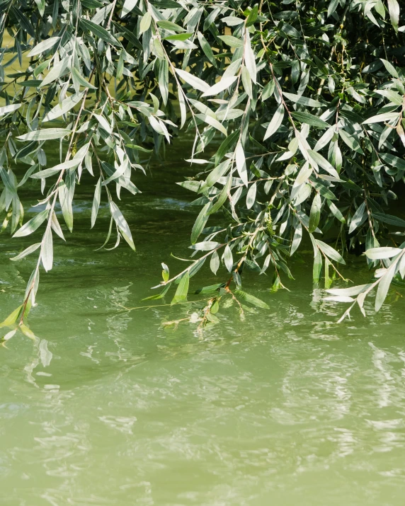 some water with green plants and bushes growing