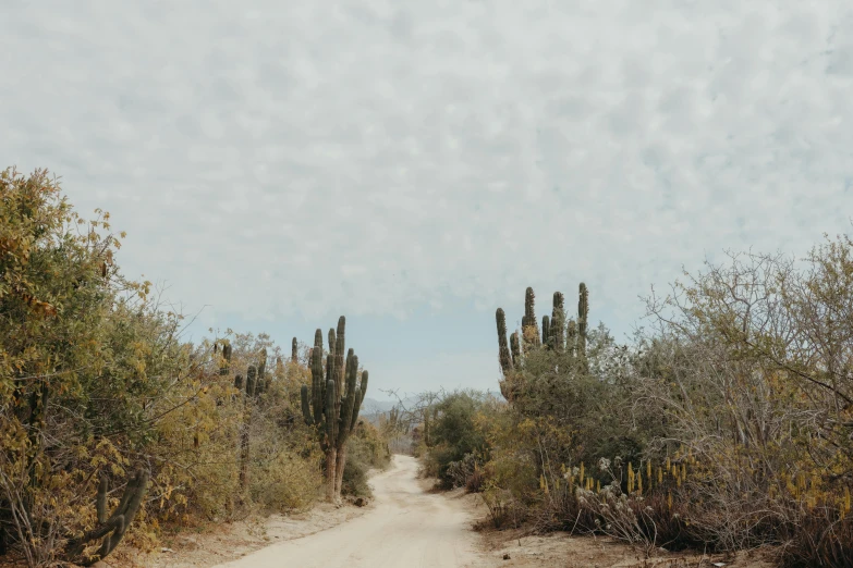 a narrow dirt road next to cactus trees and shrubs