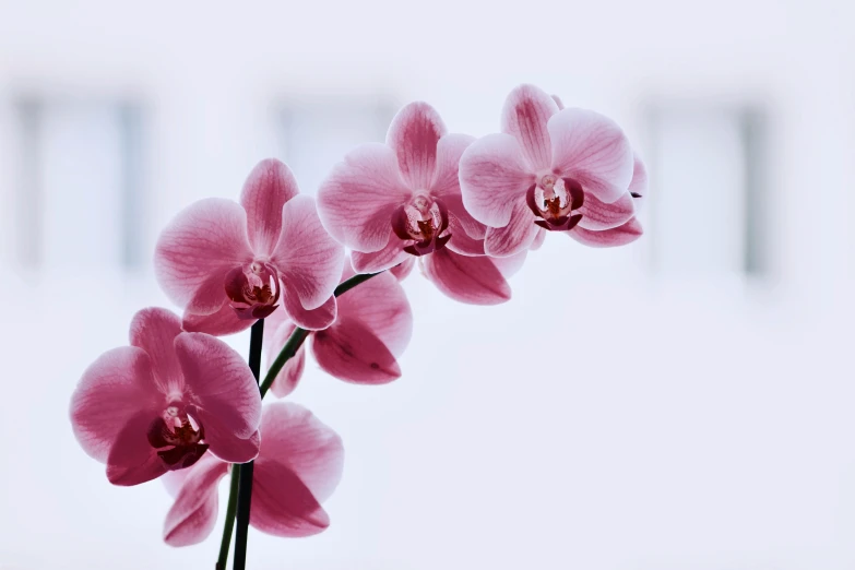 a nch of orchids with a blurred background