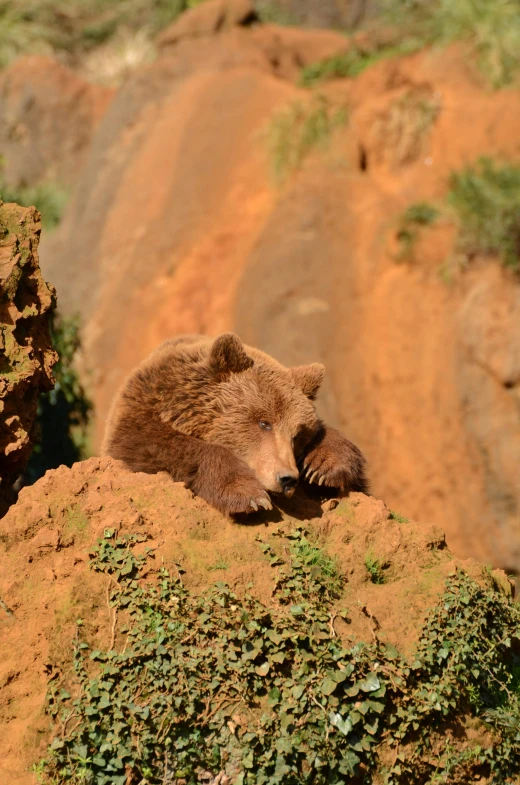 the bear is sleeping on top of the mountain