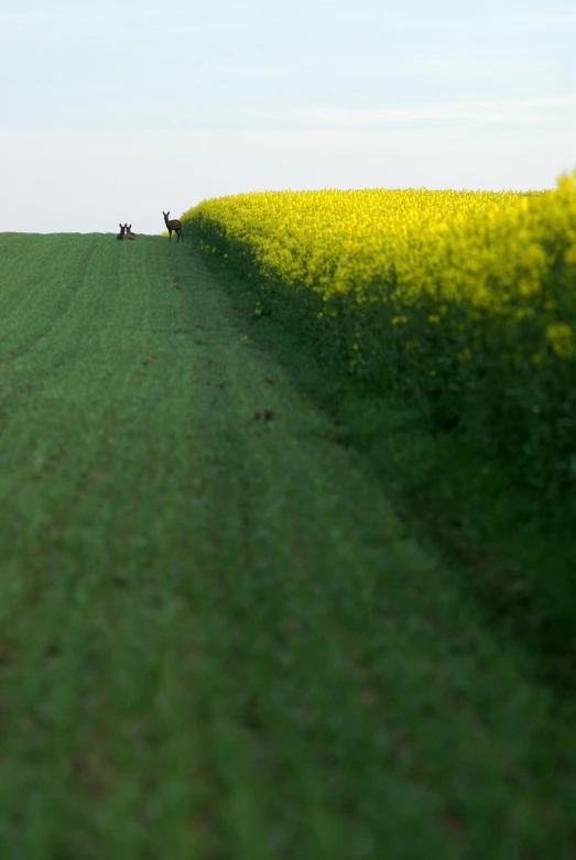 three cows are walking in the middle of a farm field