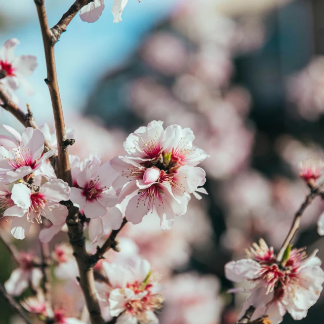 a large bunch of pink flowers on a tree