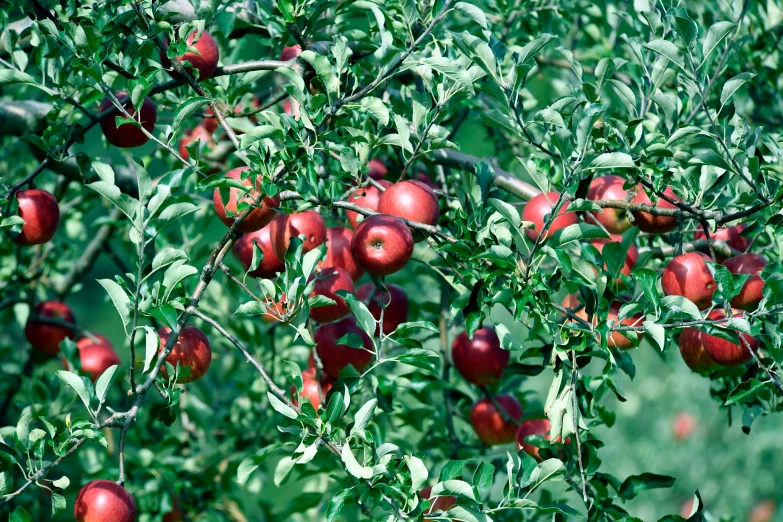 a bush full of ripe apples growing on trees