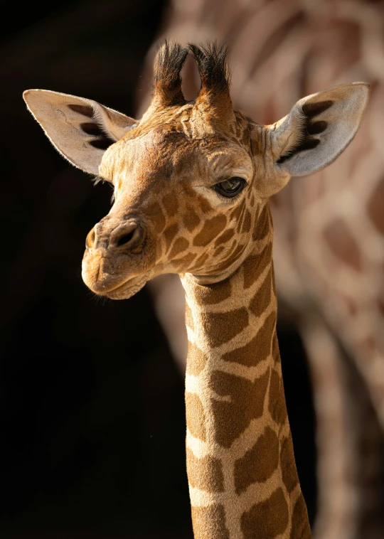 a baby giraffe looks off to the side