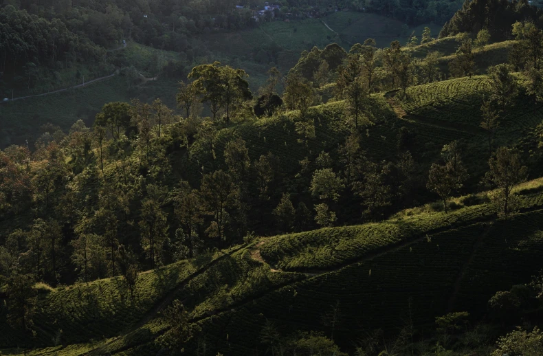 mountains covered in green bushes and trees on top of a hill