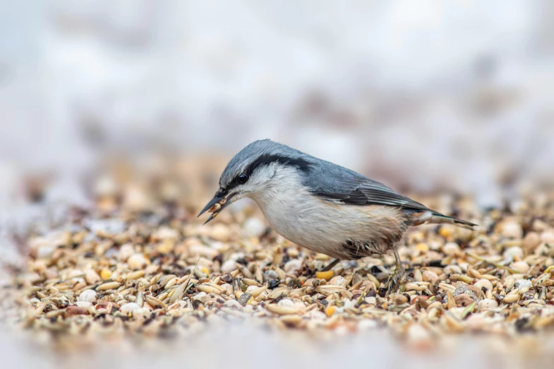 a small bird that is standing on some seeds