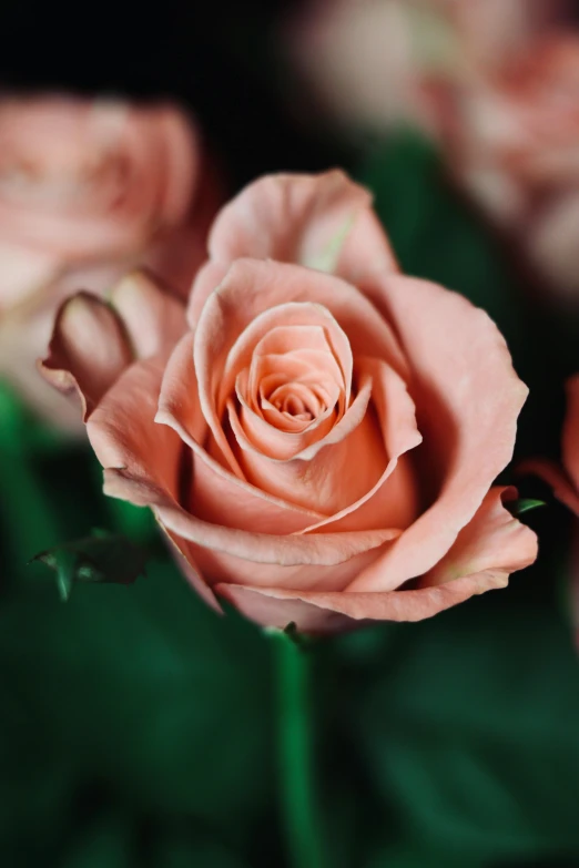 pink flowers sitting on a green stem and green leaves