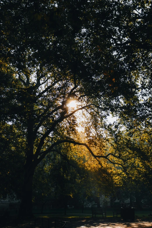 sunlight coming through the nches of a large tree