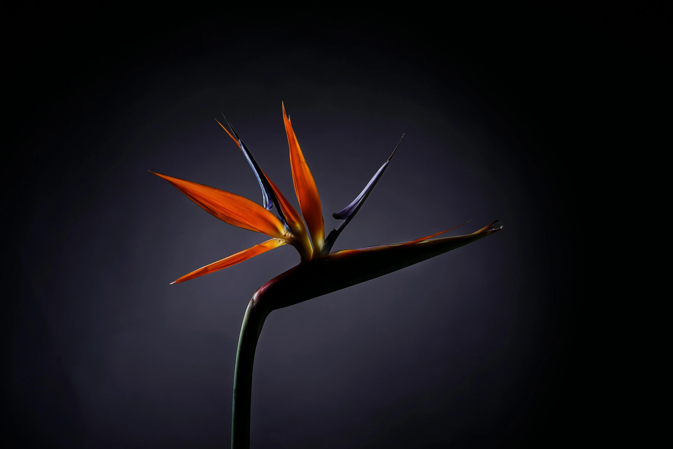 this is an image of a bird of paradise