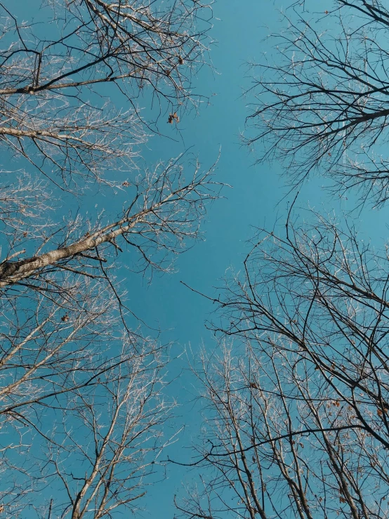 bare trees in winter looking up into the blue sky