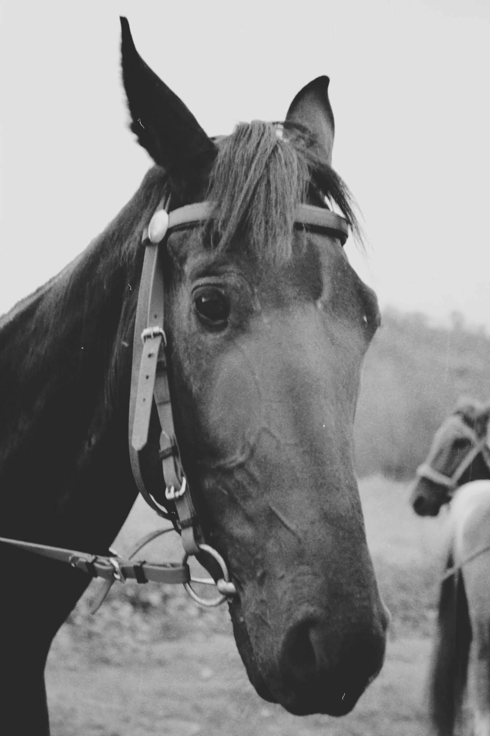 a horse standing near a small group of horses