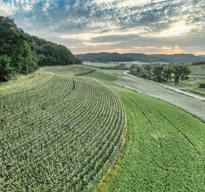 large field full of crops with a dirt road in the distance