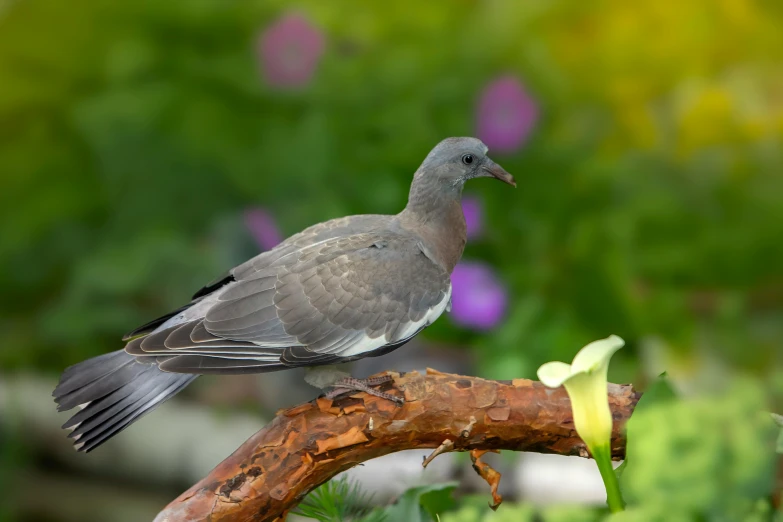 a bird sitting on a stick looking around