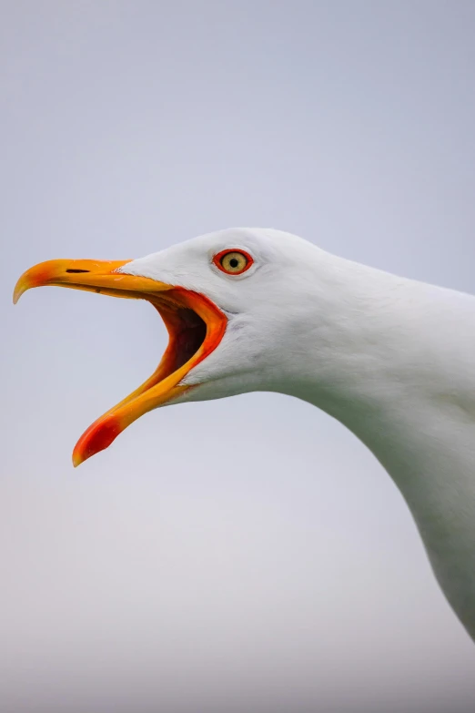 a close up of an odd looking bird with its mouth open