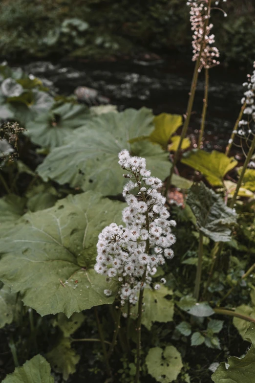 some white flowers are growing by some water