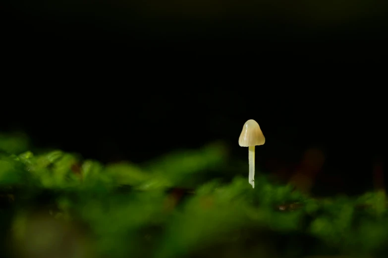 small white mushroom in green foliage against a black background