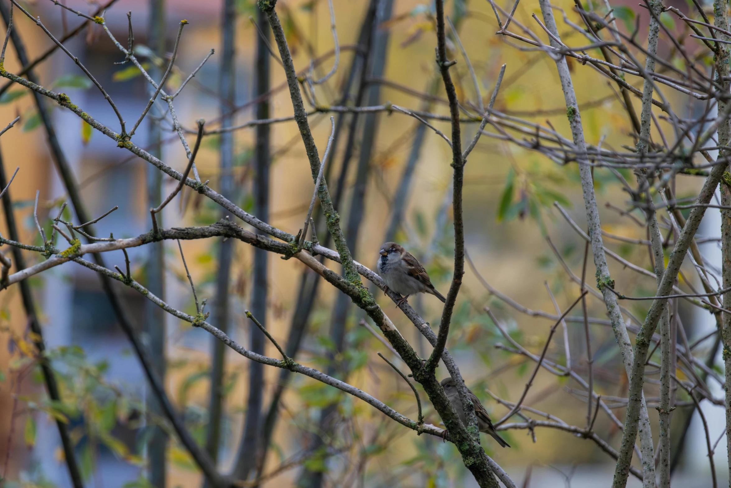 a bird sits on the nch of a tree in front of a blurry city background