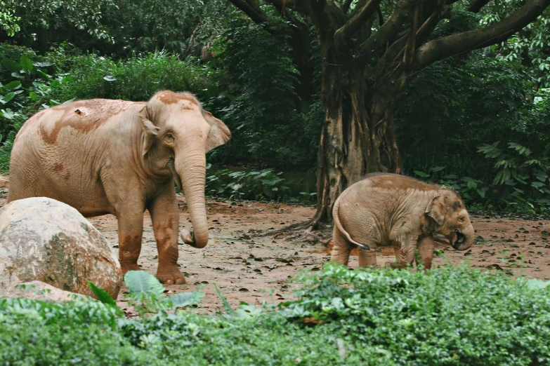 two elephants are walking around together on the dirt ground