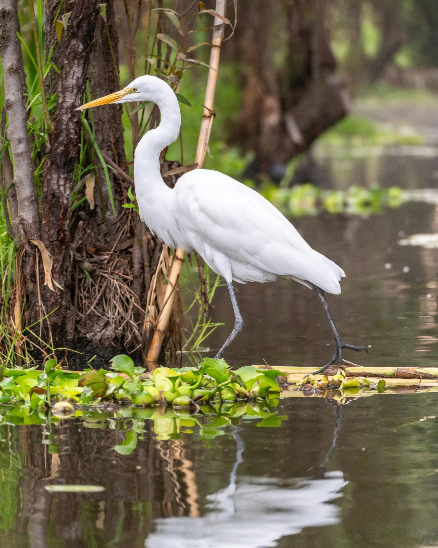 a white bird stands in shallow water near bamboo trees