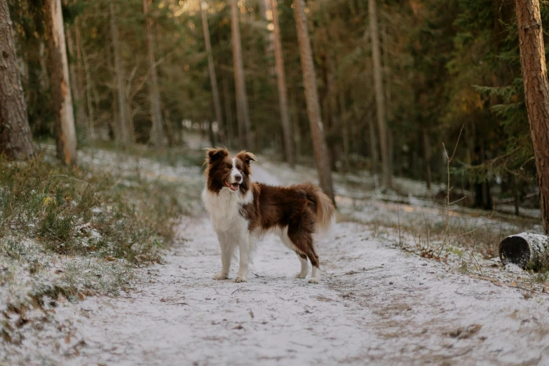 a dog stands in the middle of the road