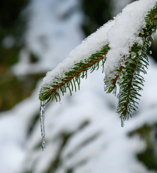 snow covered nches, and water dripping from the tip