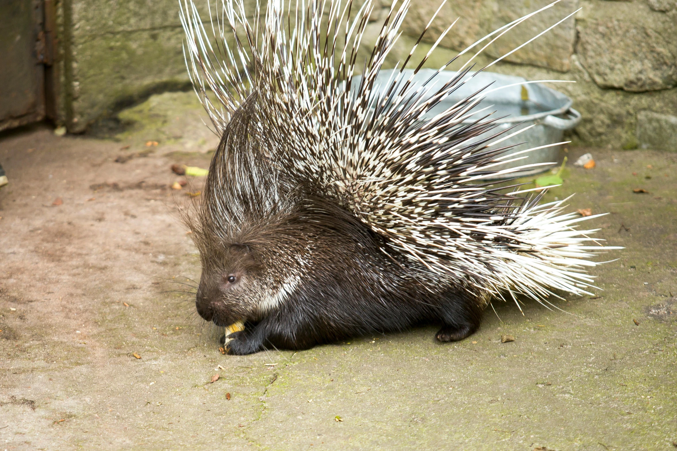 a porcupine standing on the side of a concrete wall