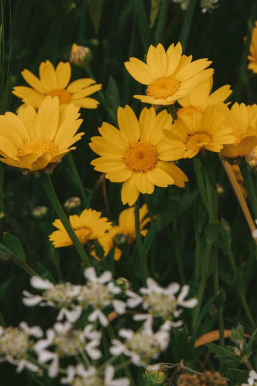 a bunch of flowers in the middle of some grass