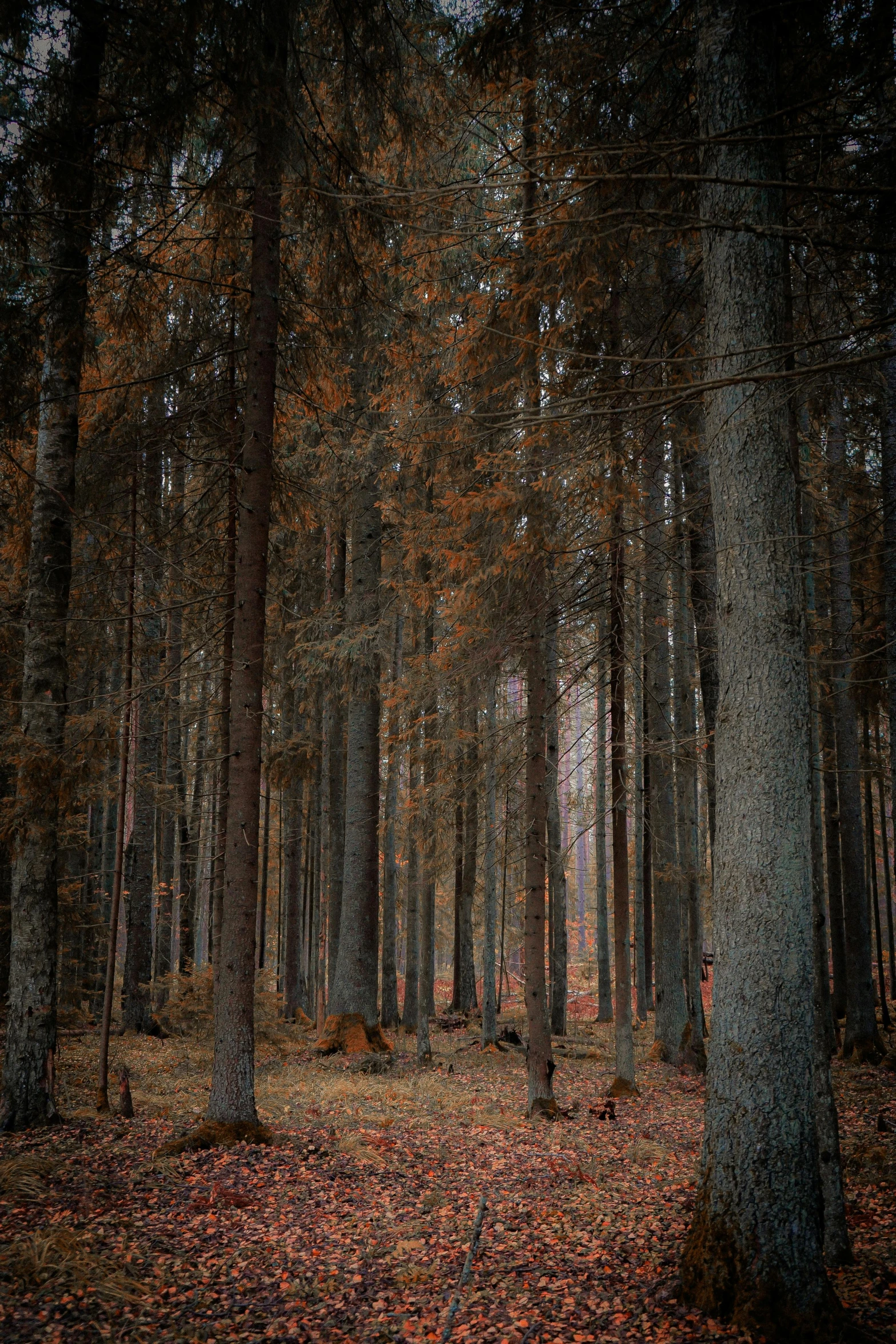 this po is taken in an autumn forest with leaves covering the floor and trees