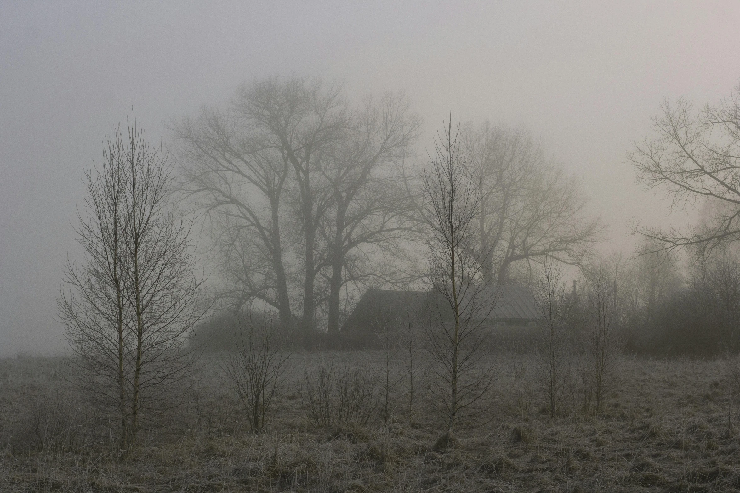 trees are in the distance and fog in the sky