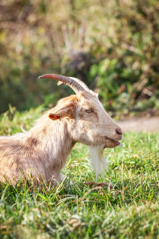 a goat that is standing in the grass