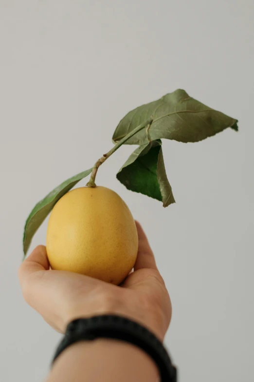 a hand holding an orange with the leaves above it