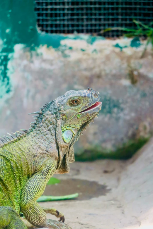 an iguana in a zoo enclosure with grass