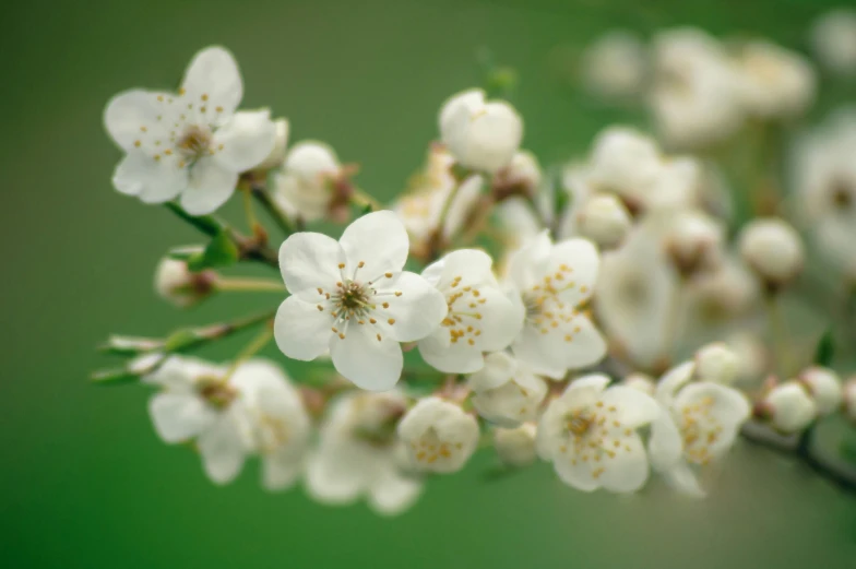 close up view of white flowers on nch