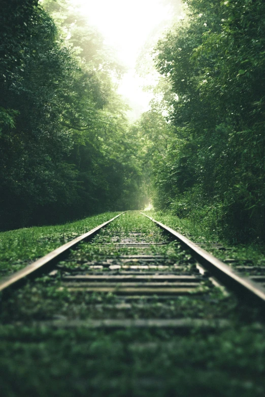 this is a railroad track between trees