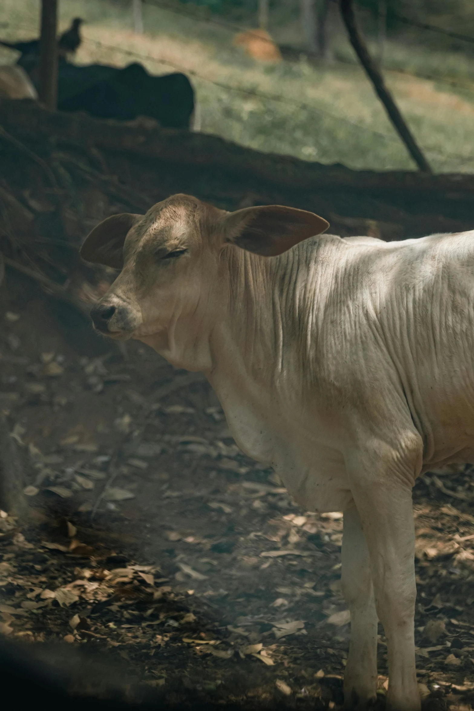 a small brown and white cow is standing in a field