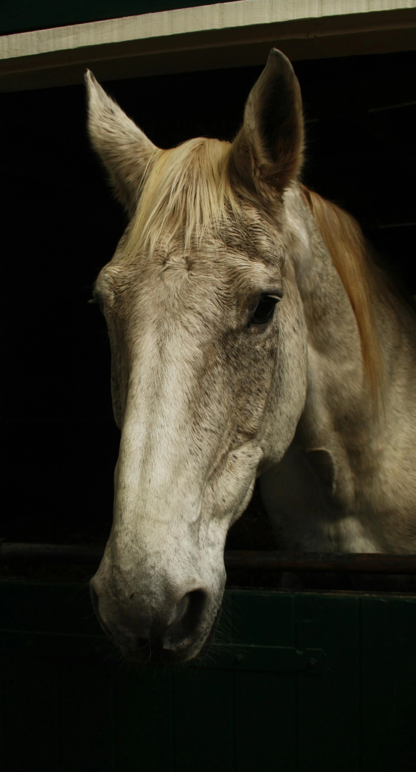 a horse standing in a window with the lights on