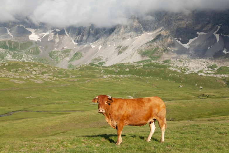 a cow is standing on a green meadow in the mountains