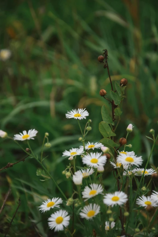 daisies in the grass with tiny buds on them