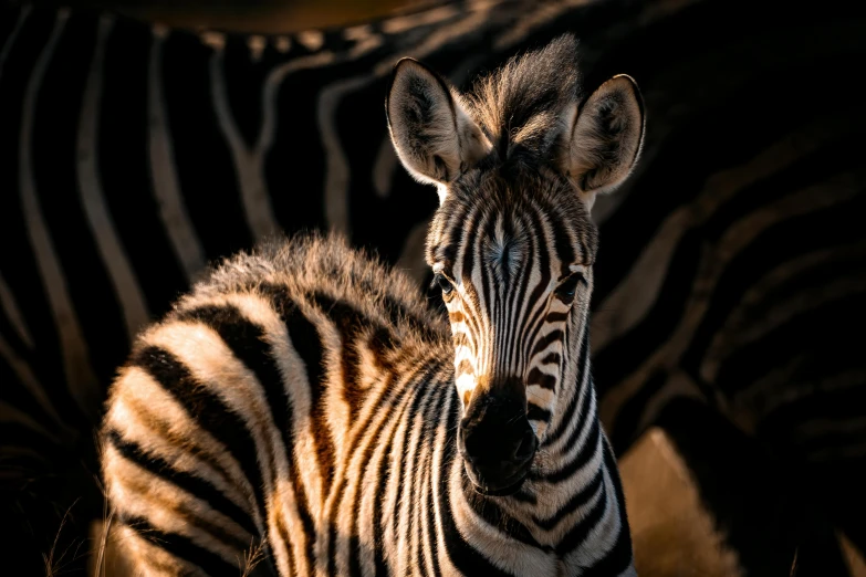 a close - up of a ze's head, showing the side view of its body