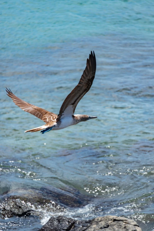 bird flying low over clear blue ocean water