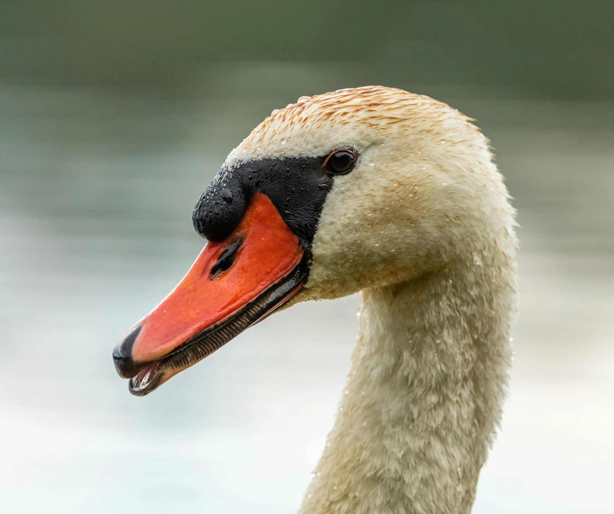 a bird with an orange beak standing in water