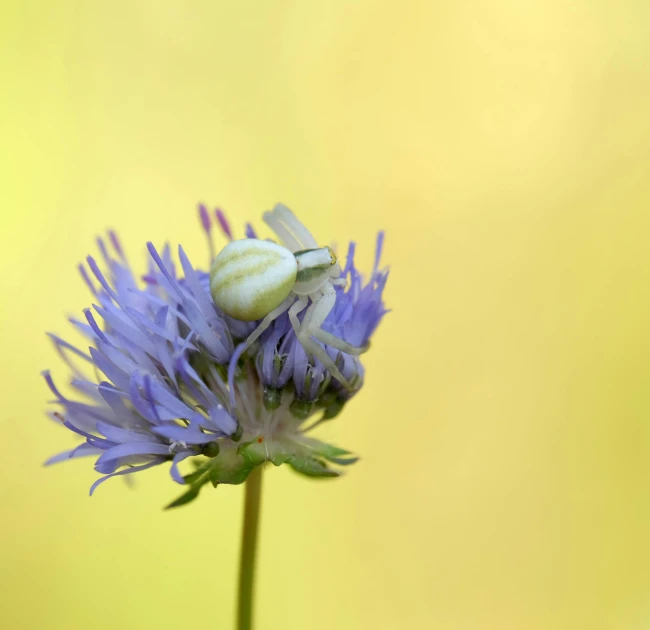 two bugs are standing on a purple flower