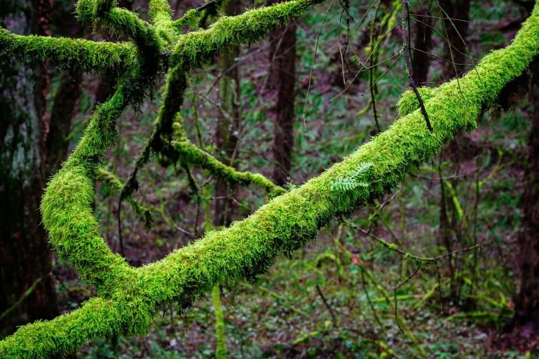 the bark and tree nches are covered in green moss