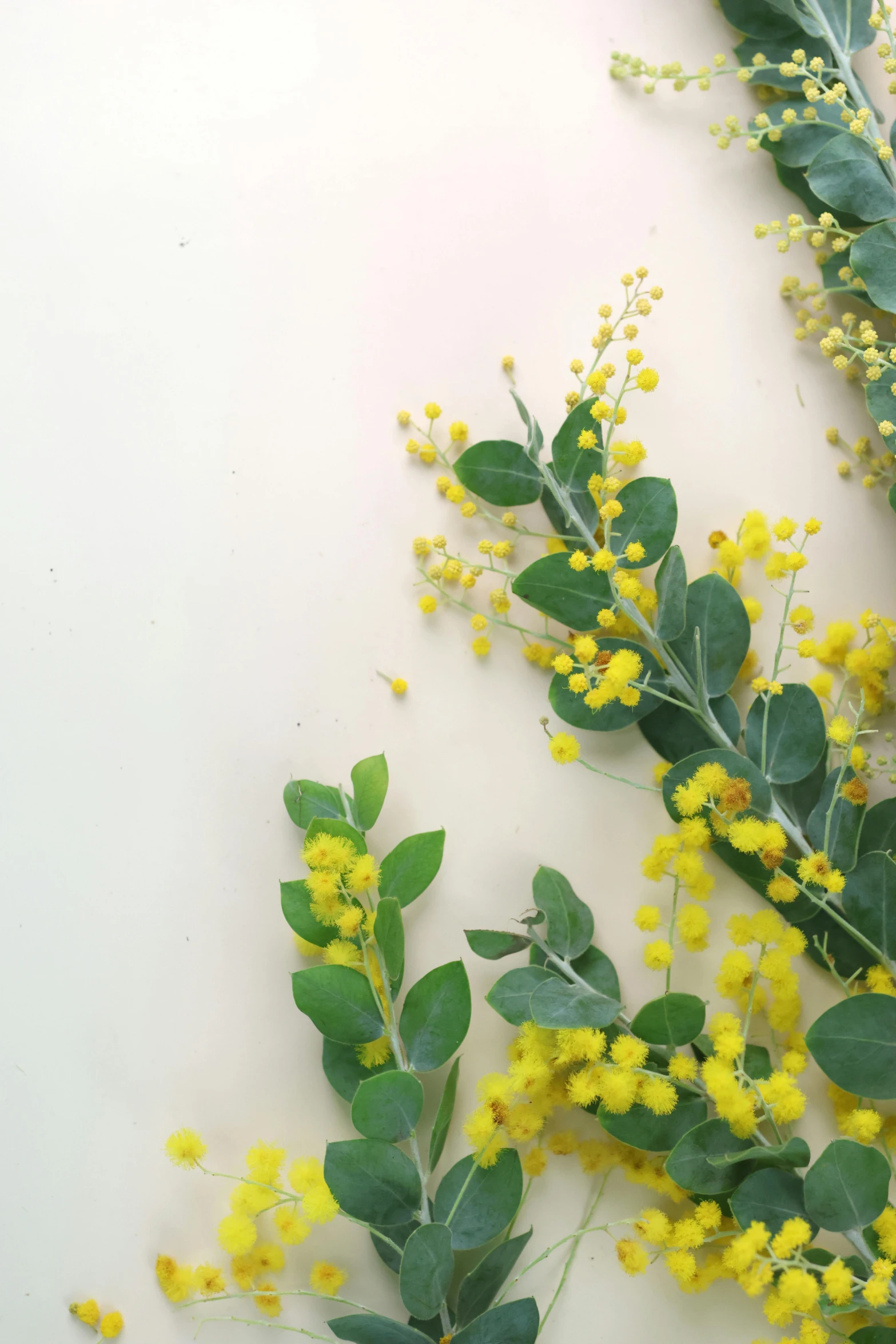 the flower buds and leaves on the table look very good